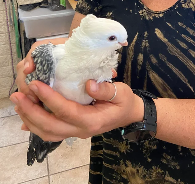 Satinette