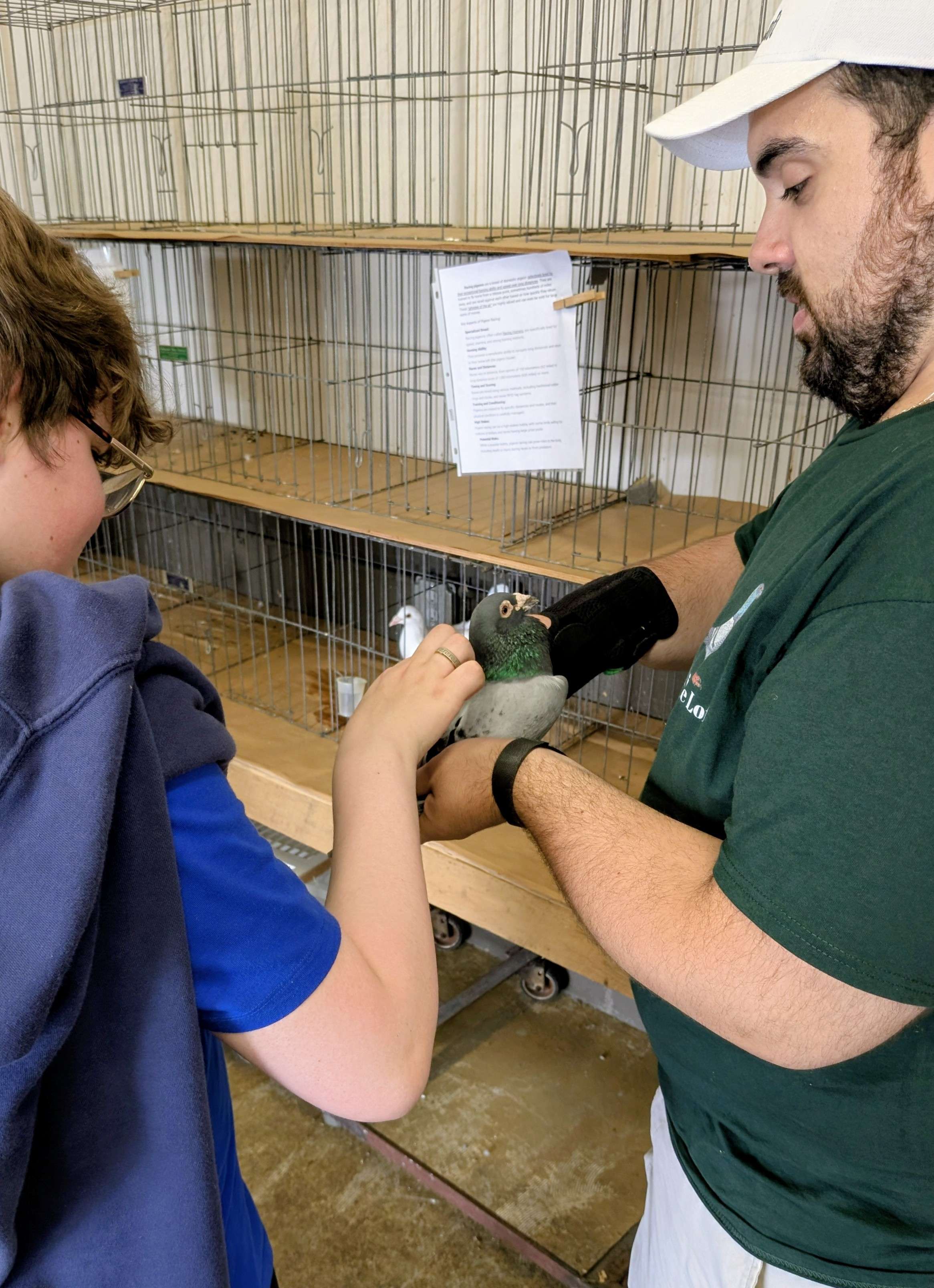 Pigeon Handling