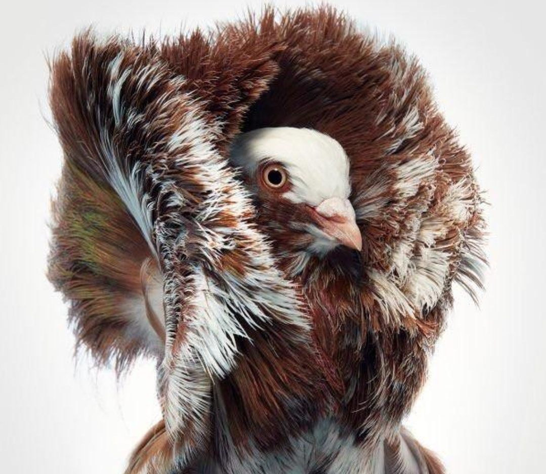 Fancy Pigeon